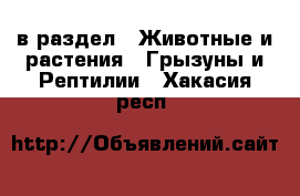  в раздел : Животные и растения » Грызуны и Рептилии . Хакасия респ.